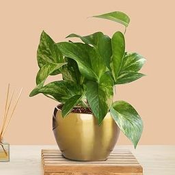 Good Luck Money Plant Variegated in Golden Metal Pot | Air purifying Indoor Plants for Living Room | Small Plants for Home Decor-picture-19