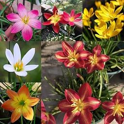 Paudha Store - Thai rain lily flower bulbs,Zephyranthes - All Season multicolour Flower Bulbs (Pack of 10)-image-27