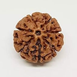 WorldwideGems Natural 7 Mukhi Rudraksha Original Certified Nepali 7 मुखी रुद्राक्ष Original Nepali Saat Mukhi Rudraksha 7 Face Rudraksha Original Nepal Satmukhi Rudraksha Saptamukhi Rudraksha-1
