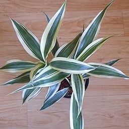 Indoor Live Lucky Bamboo Plant – White Variegated Good Luck Plant for Gifting-image-99