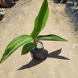 Keli Plant in 4 Inch watering Plants Nursery Bag-26