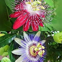 HariGuru Passion Flower Plant Hybrid, Combo Pack Of 2 (RED+BLUE)-image-71