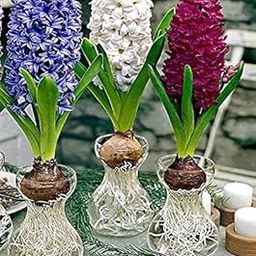 Radha Krishna Agriculture Imported Variety Hyacinth, Dutch hyacinth Flower bulbs mix color For Home Gardening (PACK OF 5, Mix color)-image-97
