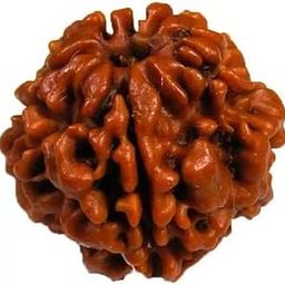 5 mukhi Rudraksha Natural bead & Certified | Astrological 5 Mukhi/Faced Rudraksha bead Unisex Both for Men & Womenx19-picture-36