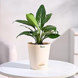 Ugaoo Peace Lily Live Plant with Self Watering Pot - Spathiphyllum Plant-image-84