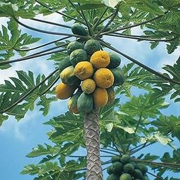 F1 Hybrid Organic papaya seeds/papaya seeds 80-image-25
