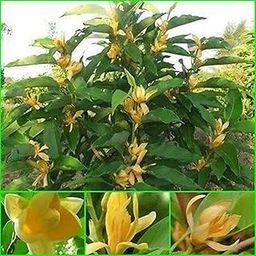 Creative Farmer Live Flowering Plant Michelia Champaca Fragrant Flowers Indoor Garden Plant(1 Healthy Live Plant)-image-23