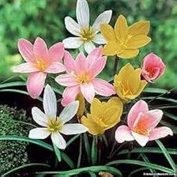 Audbhidhi Bulbs Rain Lily Flower Bulbs For Home Gardening (pack of 20 bulbs)-image-97