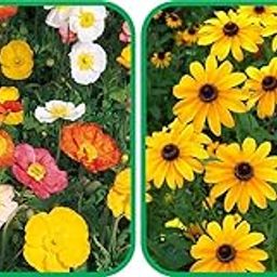 Agnico Sunflower Miniature (50 Seed) And Poppy Iceland Mix Color (50 Seed) Flower Seeds Pack.-image-74