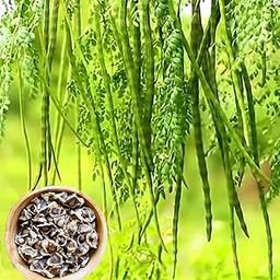 Drum Stick Seeds Hybrid, Desi Moringa Seeds All Season (30 Seeds)-image-19