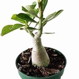 Pratshya Plant House Flower Live Plant Bonsai Rare Plants Beautiful Adenium Dessert Rose Exotic Balconies Garden (1 Live Bonsai Plant)-image-48