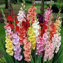 ZABBUS Flower Bulbs Gladiolus Mix Color (10 bulbs) By-image-29