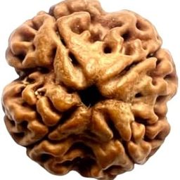 Wonderful 4 Mukhi Rudraksha Locket Fantastic Char Mukhi Rudraksha Original Certified For Men Women चार मुखी रुद्राक्ष 4 मुखी रुद्राक्ष ओरिजिनल Four Faced Rudraksha-picture-22