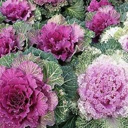 AYWAL Ornamental Cabbage/kale Mix Heirloom Flower Seeds (Pack Of30 Seeds) K1005-image-74