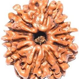 10 Mukhi Rudraksha Bead 10 Faced Nepali Rudraksh Bead Rudraksha Bead Original & Certified Rudraksha for Men and Women, Color Brown, Origin Nepal, Bead Size 15-20 mm by REBUY-26