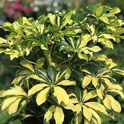 Hug A Plant | Schefflera Variegated (Schefflera Arboricola) Ornamental Live Plant (Home & Garden)-image-66