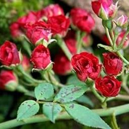 Mstrades Live Red Rose Miniature Rose, Button Rose (Red) - Plant With Black Plastic Pot-image-56