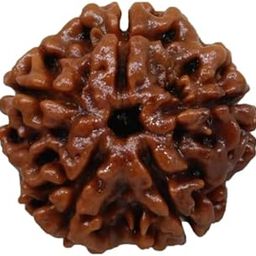 Gemstone Gallery Auspecious 5 Mukhi Rudraksha Original Certified Nepali Beads Five Faced Rudraksh 5 Face Rudraksha Panchmukhi Rudrakshaa for Pooja Purpose-24