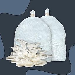 White Gourmet Oyster Mushroom Growing Kit | 400gm Oyster Mushroom Spawn (2PP Bag - 2 x 200gm) | Mushroom Seeds for Home & Commercial Cultivation-15