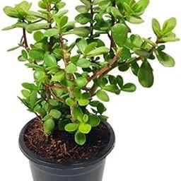 Jade Plant crassula ovata | Live Healthy Good Luck Plant For Vastu, Home & Office Desk For Indoor Gardening | Pack Of 1 | small plant with Black pot-image-96