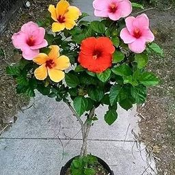 The Green Beach Live Hibiscus Gudhal Flower Live Plant, Garden and Outdoor Nursery Plant, Multicolour (Hibiscus flower plant)-image-92