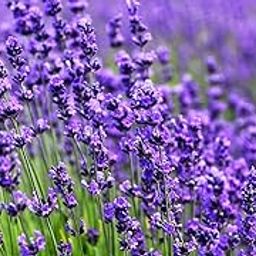 Green Snap imported Lavender Herbs Seeds For Kitchen Gardening | Pack Of 30 To 40 Seeds-image-98