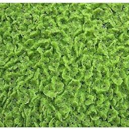 Azolla Seeds 100g, 100g azolla Seeds, Azolla 100g Live Seeds (100 Seeds)-image-52