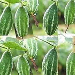 Parwal seeds hybrid all seasons || Seeds for hybrid all season parwal (20 seeds)_p27-image-99