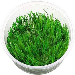 PREMIER PLANTS Vesicularia dubyana Singapore Moss Aquarium LIVE Plants-image-19
