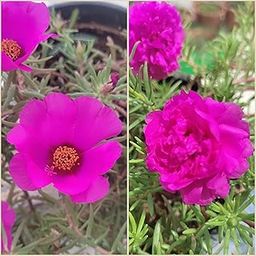 Jumbo Table Rose Cuttings Combo – Dark Pink Single Petal & Multi Petal | 10 Live Unrooted Cuttings (5 Each) | Moss Rose for Pots & Sunny Gardens-image-70