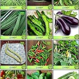 Creative Farmer All Season Garden Seeds Combo Vegetable Seeds : Cowpea (Vj ), Cowpea (Anaswara), Dolichus Beans (Grace), Ridgegourd, Winged Bean(Revathy), Brinjal, Elephent Tusk Okra Seeds Vegetable Seeds, Bird Chilli -Red, Bird Chilli -White, Tomato - Money Maker, Palak Cheera, Cuccumber Kitchen Garden Pack-image-72