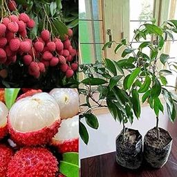 Thailand Litchi Plant Hybrid All Seasons (1-2 Ft) Sweet Tropica Rare Exotic Air Layered Lychee Tree Litchi Plant Hybrid Fruit After 2-3 Year Live Lychee fruits Lichi chettu-picture-13