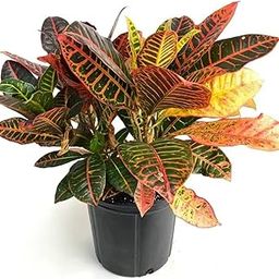 GREEN PARADISE Croton Petra Live Plant Codium Includes Nursery Grower's Bag/Pot(Pack Of One Healthy Plant) (OUTDOOR, CROTON)-image-28