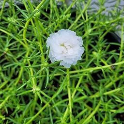 White Flowering Table Rose/Moss Rose/Portulaca – 15 Fresh Non-Rooted Cuttings for Home Garden & Planters-image-43