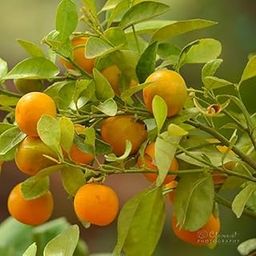 Chinese Orange Sweet Narangi Dwarf Calamondin Orange Hybrid Fruit Plant without Pot-image-47