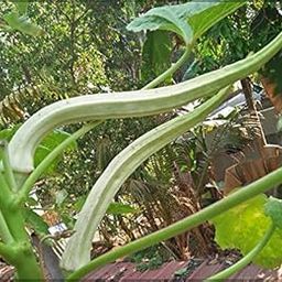 Gardenhunt Elephant Tusk Okra (Lady Finger/Bhendi) Heirloom Seeds (Pack Of 15+ Seeds)-image-43