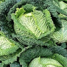 VibeX Seeds of Winter Savoy Cabbage Vertus (Brassica Oleracea)-250 Seeds-image-49