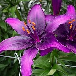 SVG® Oriental lily Lilium Imported Double Flower Bulbs For Your Home & Garden pack of 3 bulbs (DARK PURPLE)-image-23