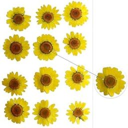 YellowCult Natural Real Dried & Pressed Daisy Flowers for Art Craft - Multicolor for Soap, Candle, Scrapbooking, DIY, Resin Jewelry, Pendant - Daisy/Crystal Crystanthemum Flowers [Luxury Yellow]-image-46