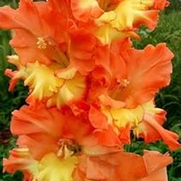 Oakwood Farms Imported Gladiolus Double Color Flower Bulbs (Pack Of 5 Bulbs) Orange & Yellow-13