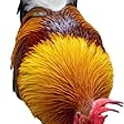HEAVENGLOW Chicken Animal Statue Stakes Acrylic Lifelike for Courtyard Patio Yard Decor Style A-image-21