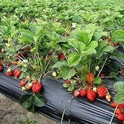 Generic Garden Strawberry Growing Kit with Black Mulch Mat, 100 x 30 cm, UV Resistant, Indoor/Outdoor Use-image-12