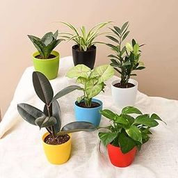 NCR Winter Plants Top 6 plants for healthy lifestyle Rubber Tree, Rubber Plant, Ficus elastica Chlorophytum, Spider Plant Syngonium variegated Sansevieria trifasciata Hahnii-image-98