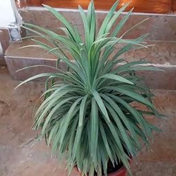 Baisakhi Nursery Yucca Plant, Live Indoor Tree with Grow Bag, Pack of 1-image-88