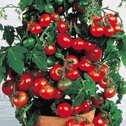 NooElec Seeds India Dwarf Tiny Tim Cherry Tomato Heirloom 50+ Seeds Pack/Grow All Seasons-image-51