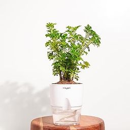 Kyari Aralia Green Live Plant with White Self Watering Pot - Small 4 Inch-image-93