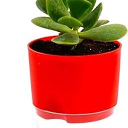 India Gardening Original Crassula Ovata Good Luck jade Plant | Kuberakshi Vastu Plant With Self Watering Pot | The Resilient Jade: A Guide to Growing and Caring for Crassula Ovata-image-2