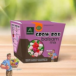 ORGANIC BALSAM MIX FLOWER GROW BOX/KIT | INCLUDES LARGE POT,POTTING MIX,SEEDS,SCRAPER TOOL,ROOT-O-SHOOT,PLANT NUTRIFIER,BUG DETERRENCE POWDER,PERFECT FOR HOME KITCHEN GARDEN & GIFTS-image-65