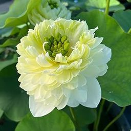 ALOCHUZ Hybrid Lotus Plant for Home Dcor, Pooja | Easy to Grow Tuber | Green Apple Lotuse tuber//pack of 1-image-126