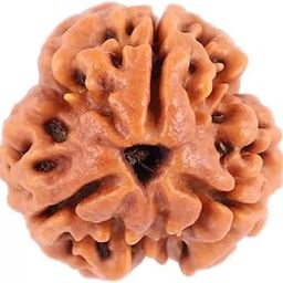 Three mukhi Rudraksha Quality Bead Original, Certified Rudraksha for Men and Women, Color Brown and Puja InstructionsX17-image-63